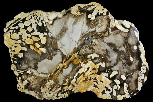 Petrified "peanut wood" from Australia. The whitish areas are boreholes left my teredo worms that were then filled in with silica.